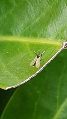 Chironomidae