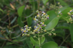 Mascagnia jamaicensis