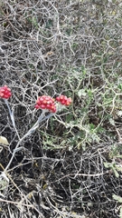 Helichrysum sanguineum