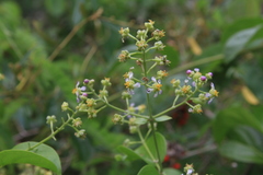 Mascagnia jamaicensis