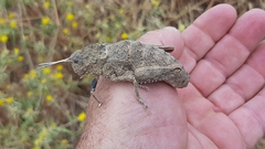 Ocneropsis bethlehemita