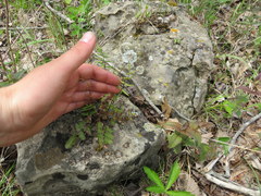 Pellaea atropurpurea