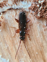 Dendrophagus crenatus