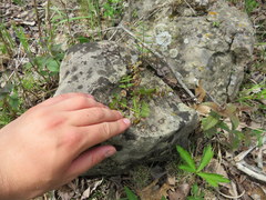 Pellaea atropurpurea
