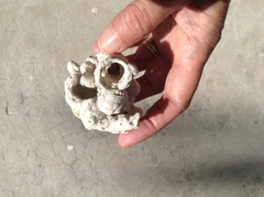 Schizoporella pungens