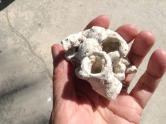 Schizoporella pungens