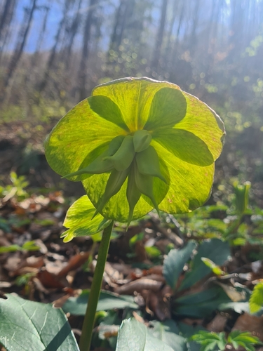 Helleborus niger