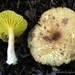 Phylloporus centroamericanus - Photo (c) conabio_bancodeimagenes, some rights reserved (CC BY-NC-ND), uploaded by conabio_bancodeimagenes