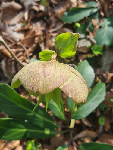Helleborus niger