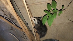 Didelphis virginiana