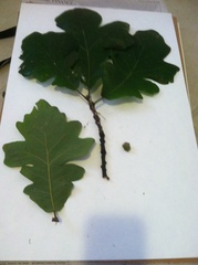 Quercus stellata