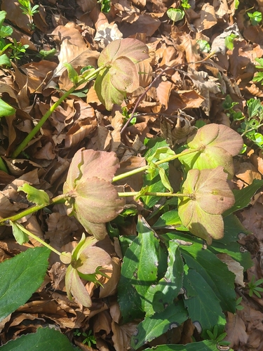 Helleborus niger