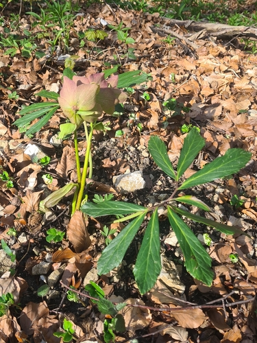 Helleborus niger