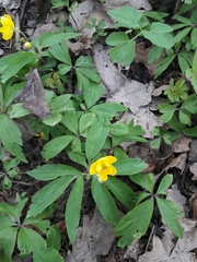 Anemonoides ranunculoides
