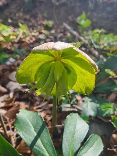 Helleborus niger