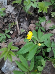 Anemonoides ranunculoides