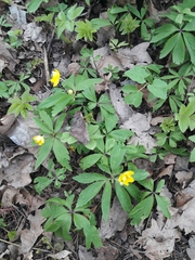 Anemonoides ranunculoides