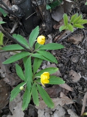 Anemonoides ranunculoides
