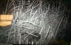 Microtus californicus scirpensis