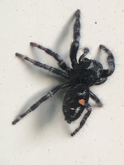 Phidippus audax