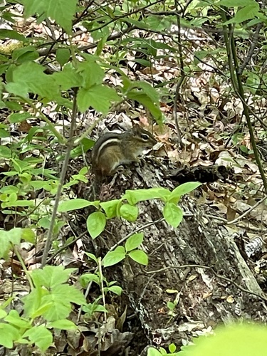 Eastern Chipmunk photographed in Maryland