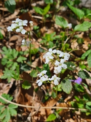 Cardamine trifolia