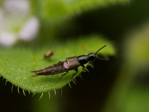 Heterothops praevius
