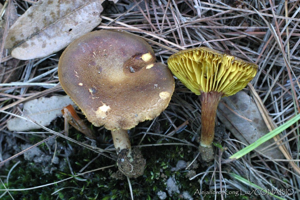 Phylloporus phaeoxanthus