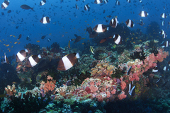 Hemitaurichthys zoster