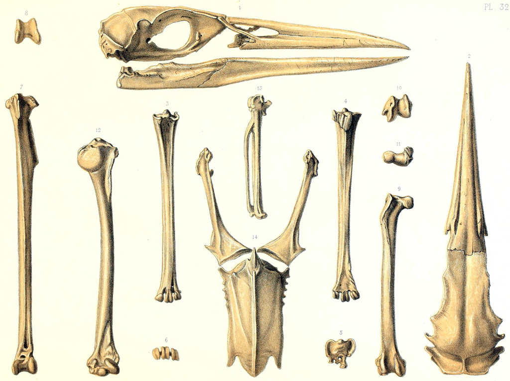 Rodrigues Night Heron photo