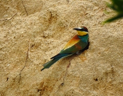 Merops apiaster