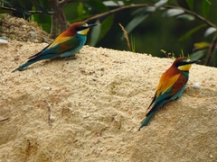 Merops apiaster