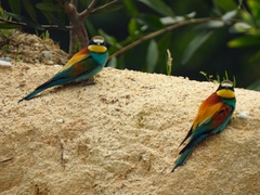 Merops apiaster