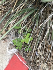 Arachis hypogaea