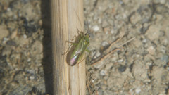 Orthotylus pallens