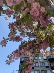 Prunus serrulata