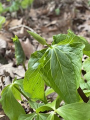 Trillium cernuum