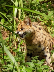 Leptailurus serval lipostictus
