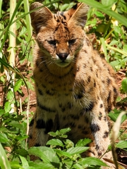 Leptailurus serval lipostictus