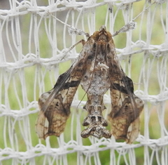 Terastia africana