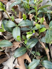 Vinca minor