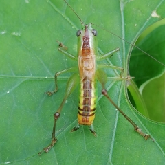 Conocephalus borellii
