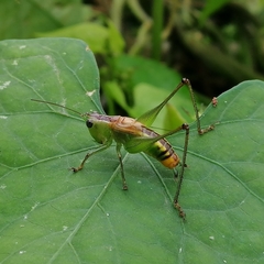 Conocephalus borellii