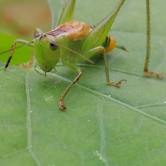 Conocephalus borellii