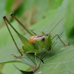 Conocephalus borellii