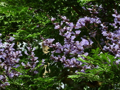 Jacaranda copaia