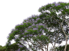 Jacaranda copaia