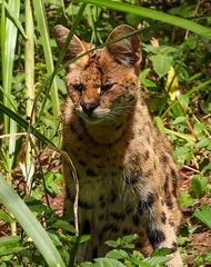 Leptailurus serval lipostictus