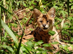 Leptailurus serval lipostictus