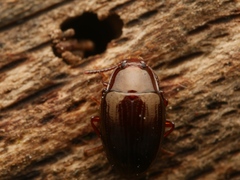 Scaphidema metallicum